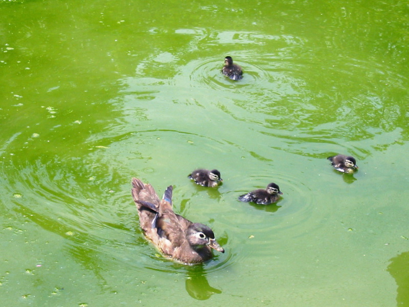 Petite famille de canards.