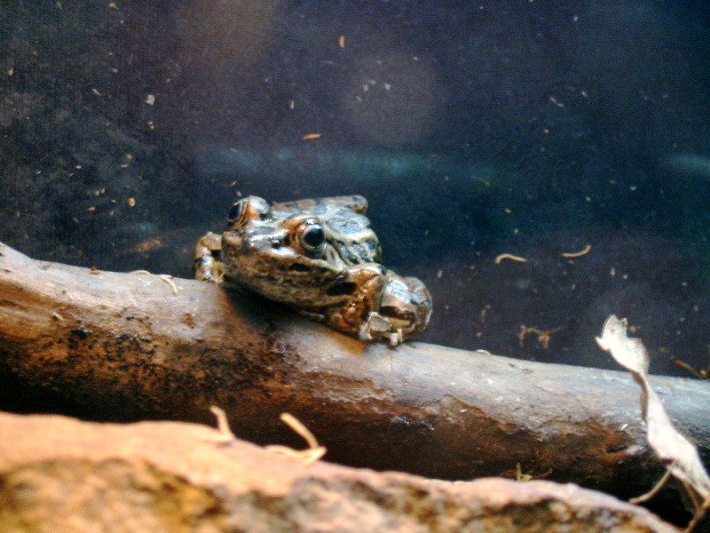 Une autre grenouille léopard.