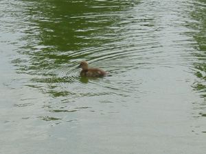 Bébé canard sur l'eau.