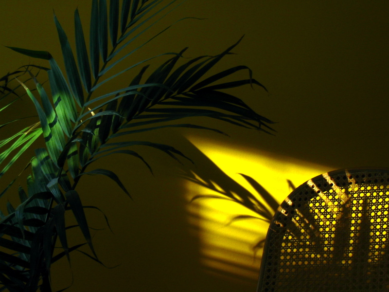 Sa Majest&eacute; dans un petit coin de soleil (Ravenea 'Majesty Palm' - 02/26)