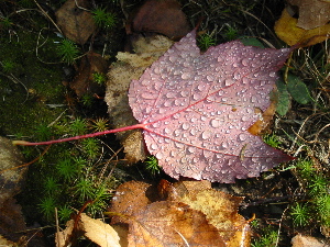 Douce lumi&egrave;re ros&eacute;e (09/20)