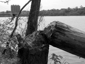 Parc de l'&Icirc;le-de-la-Visitation (05/28)