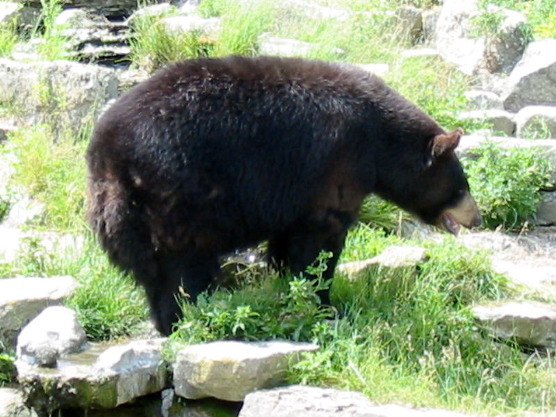 Black bear soaks its feet in water.
