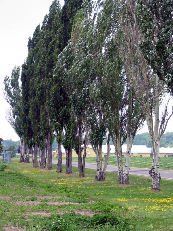 Alley of poplars in front of the farm.