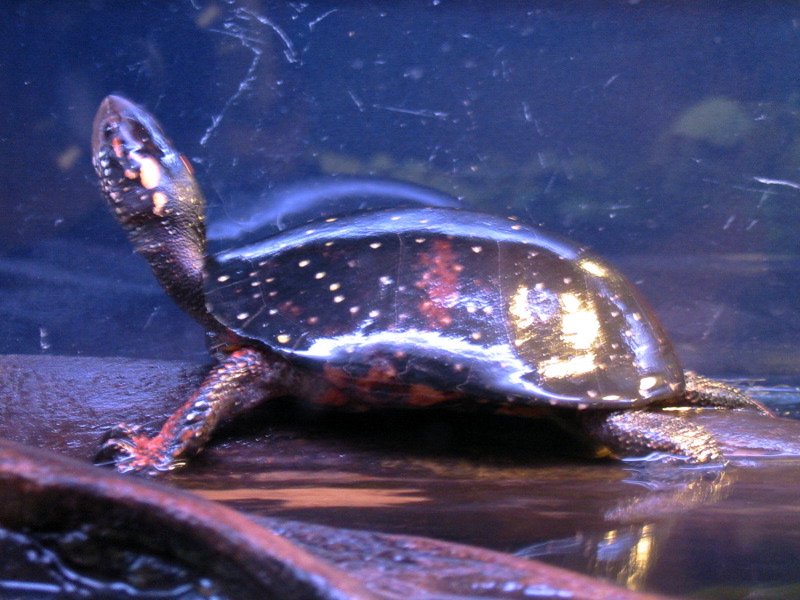 Star turtle.