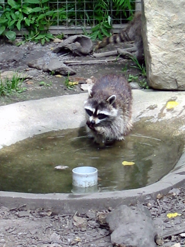 Racoon takes a bath.