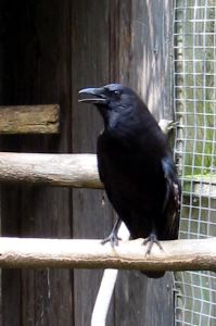 American crow.