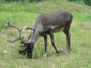 Caribou looking for tender grass.
