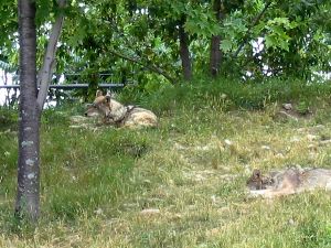Coyotes have a nap.