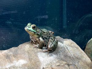 Loepard frog on a rock.