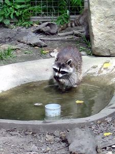 Racoon takes a bath.