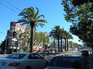 Palmiers sur Market St.
