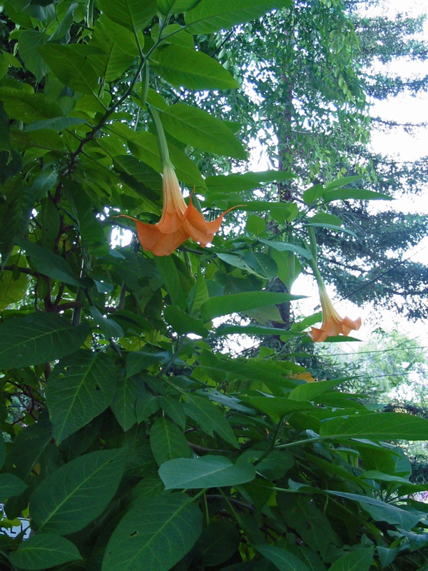 Fleurs orangées de l'escalier Filbert