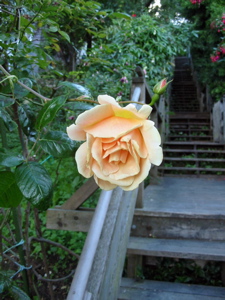 Fleur pêche de l'escalier Filbert