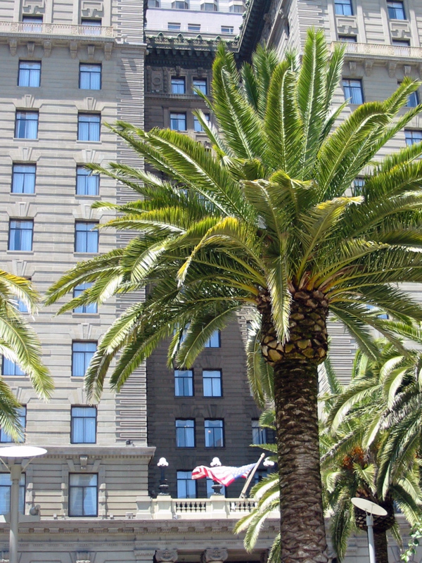 Palmier à l'extrémité est de Union Square (Westin-San Francis Hotel sur Powell)