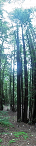 Panorama : Les arbres immenses