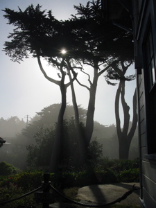 Brouillard et soleil transperçant les arbres