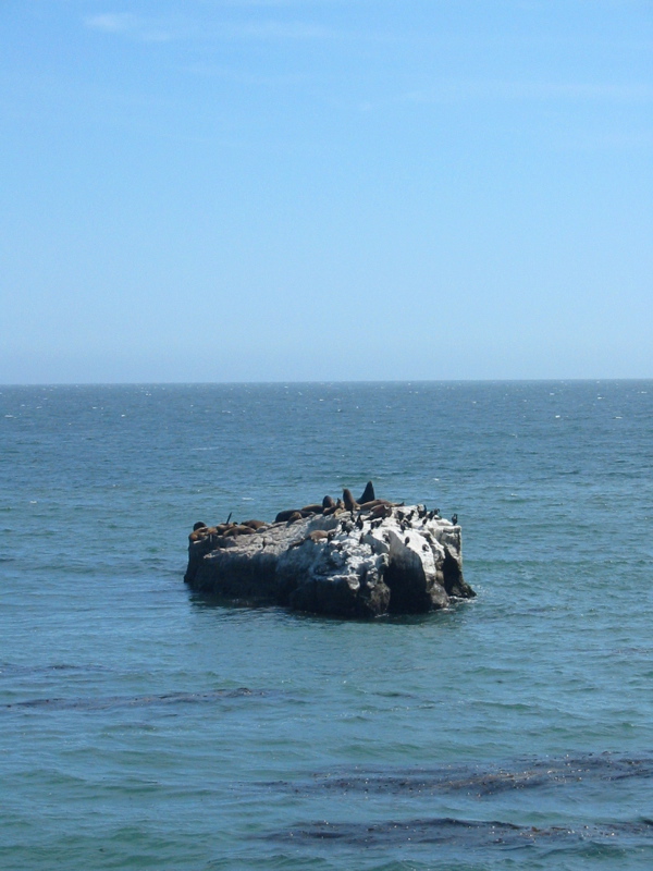 Plusieurs lions de mer sur un rocher