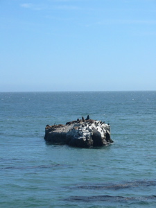 Plusieurs lions de mer sur un rocher