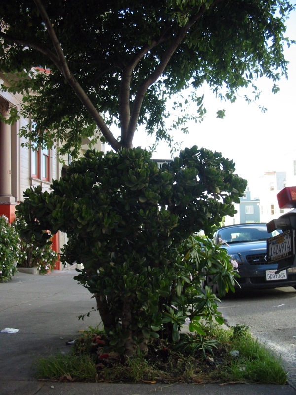 Plante géante autour d'un arbre