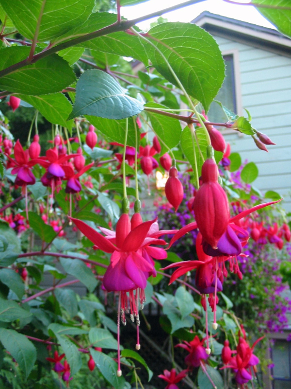 Fleurs rouges et mauves de l'escalier Filbert