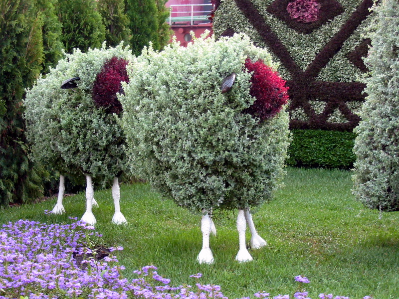 Détails des moutons (Bucarest)