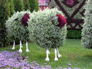 Détails des moutons (Bucarest)