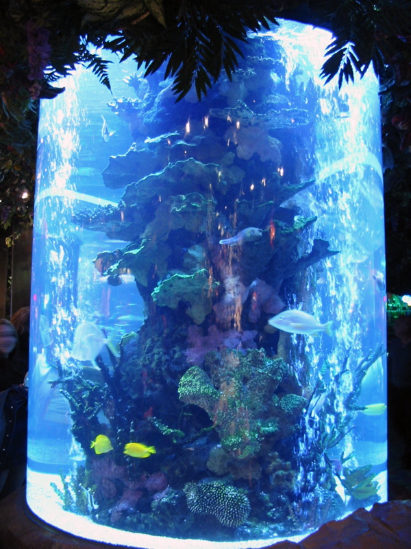 Aquarium de Rainforest Cafe