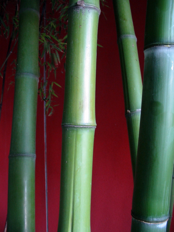 Gros plan sur les bambous