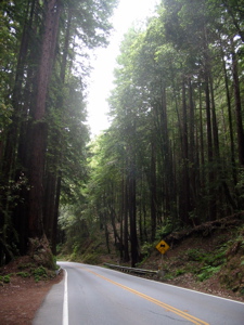 Dans la forêt