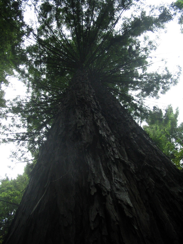 Des arbres immenses !