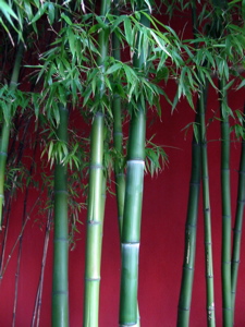 Gros plan sur les bambous de la place