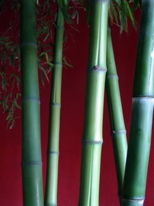 Gros plan sur les bambous
