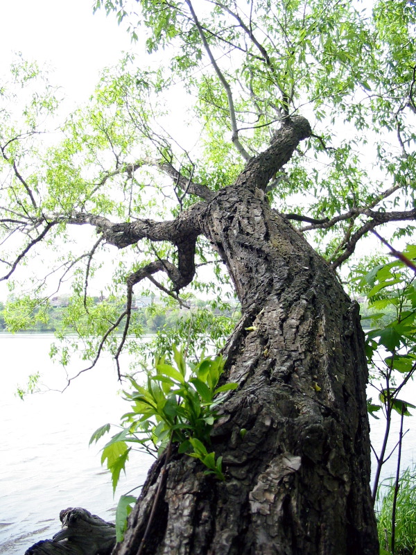 Tronc d'un arbre qui se couche doucement sur le lac.