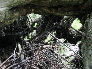 Un animal semble avoir fait son nid sous les racines de l'arbre.